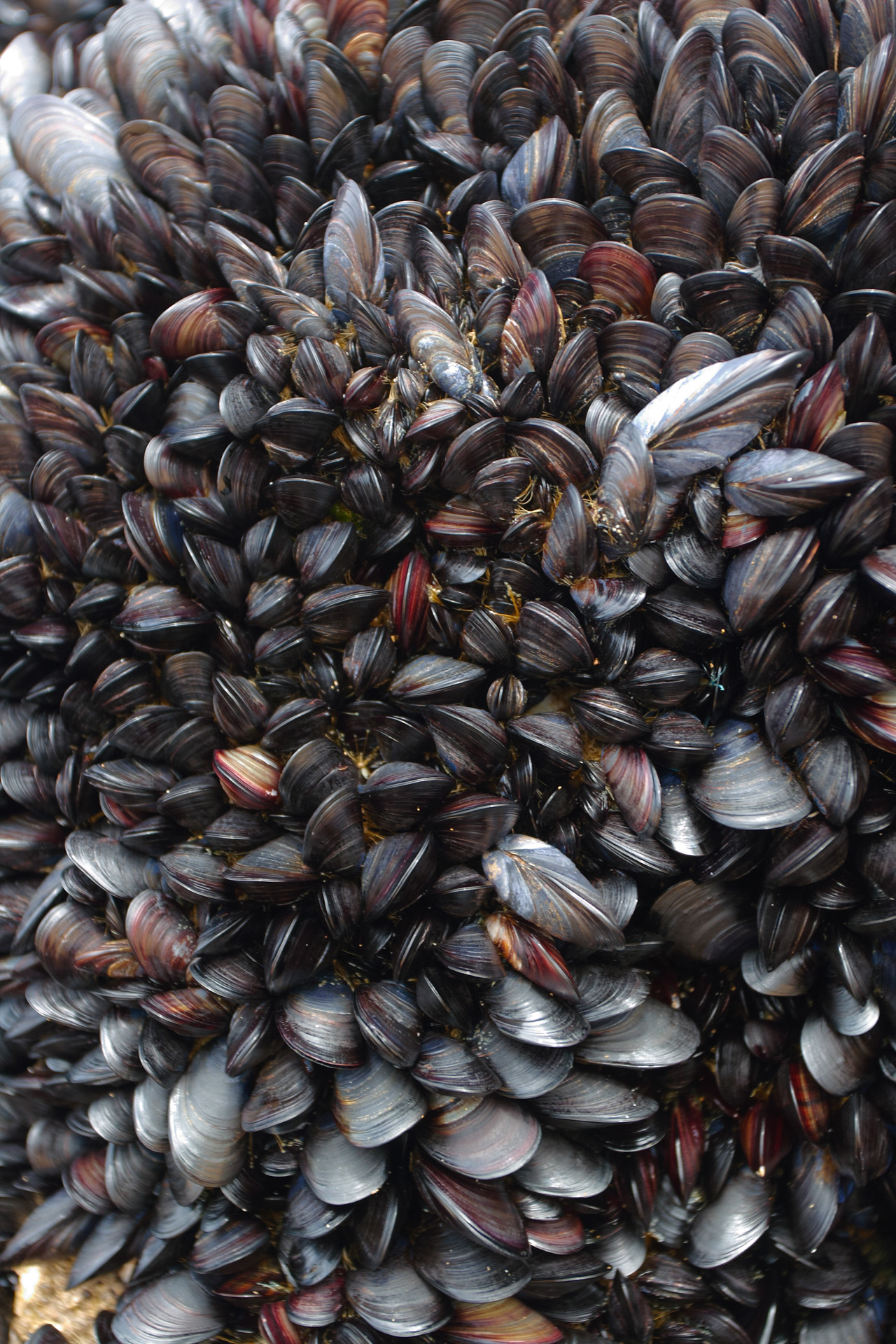 Mussels densely packed on the rocks at Bedruthan Steps Bedruthan