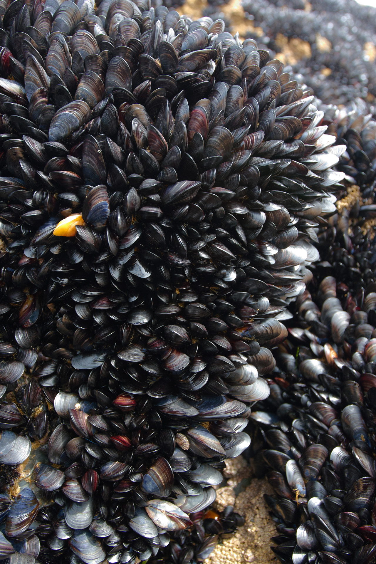 Mussels densely packed on the rocks at Bedruthan Steps Bedruthan