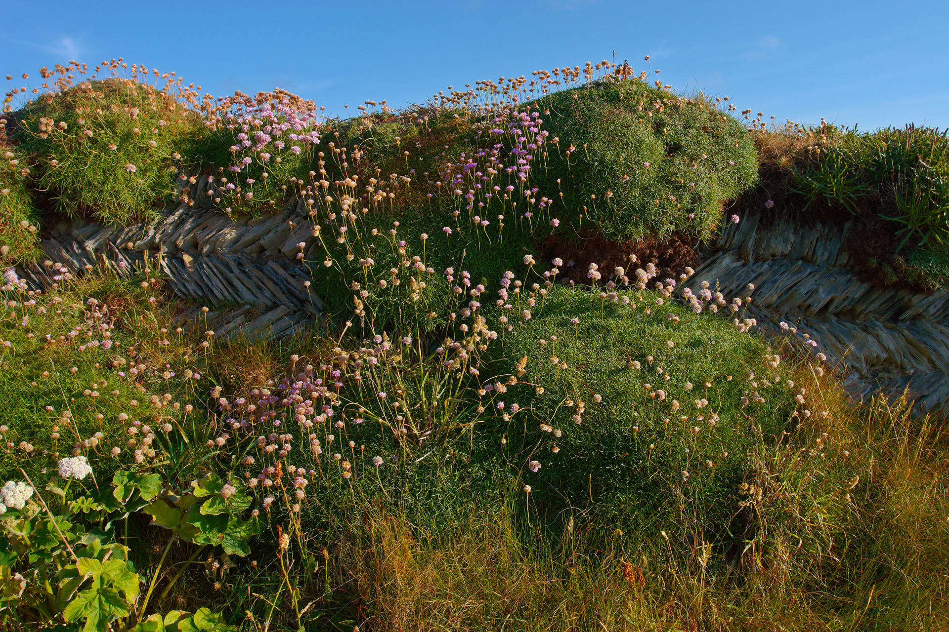 Dry stone wall overgrown with moss, grass and wild flowers near Bedruthan Steps Cornwall