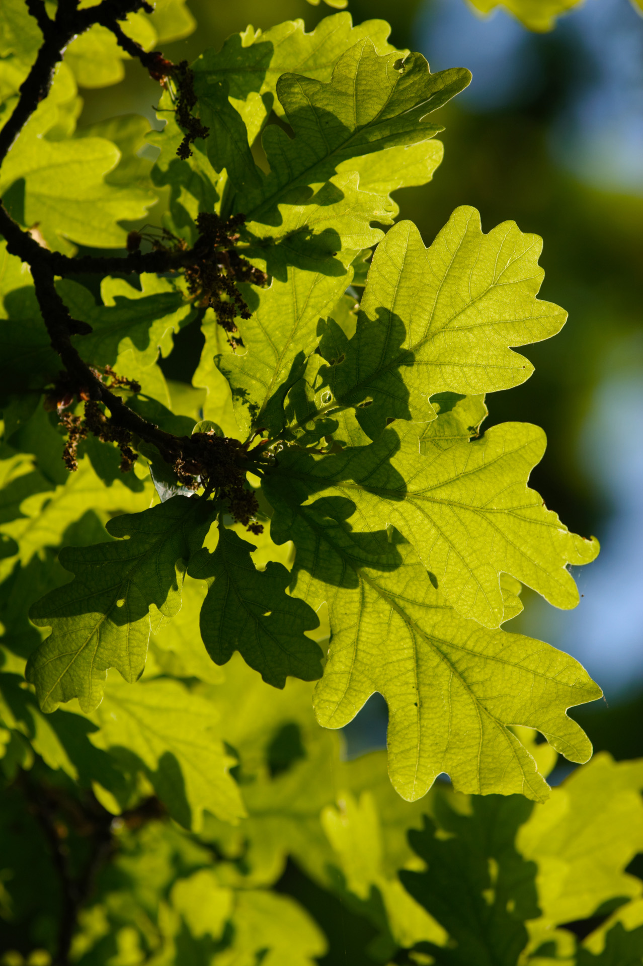Pristine new oak leaves in the spring sunshine Wittenham Clumps