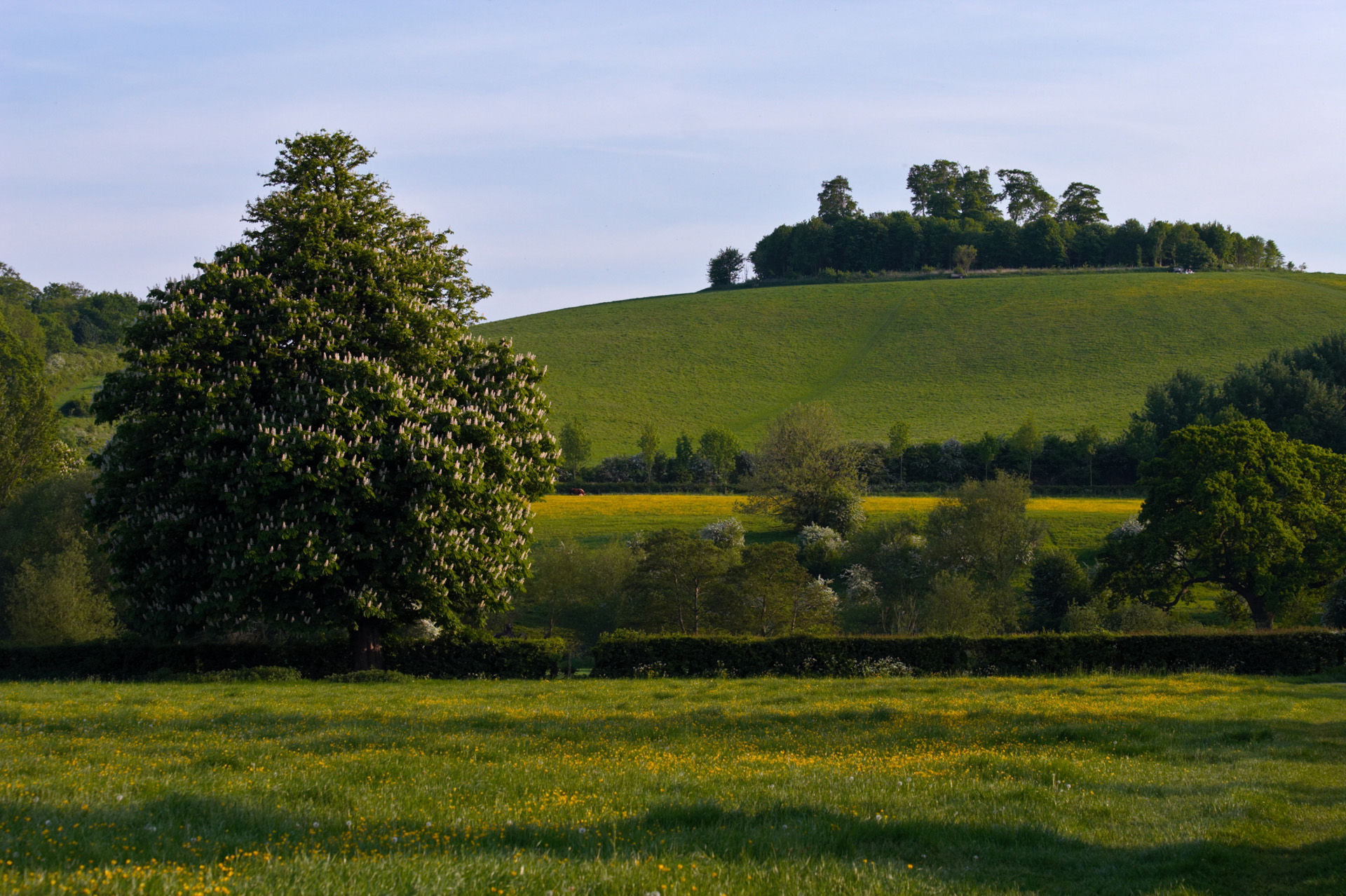 Wittenham Clumps In Spring Wittenham Clumps Thames Valley Wittenham Clumps In Spring Wittenham Clumps Thames Valley