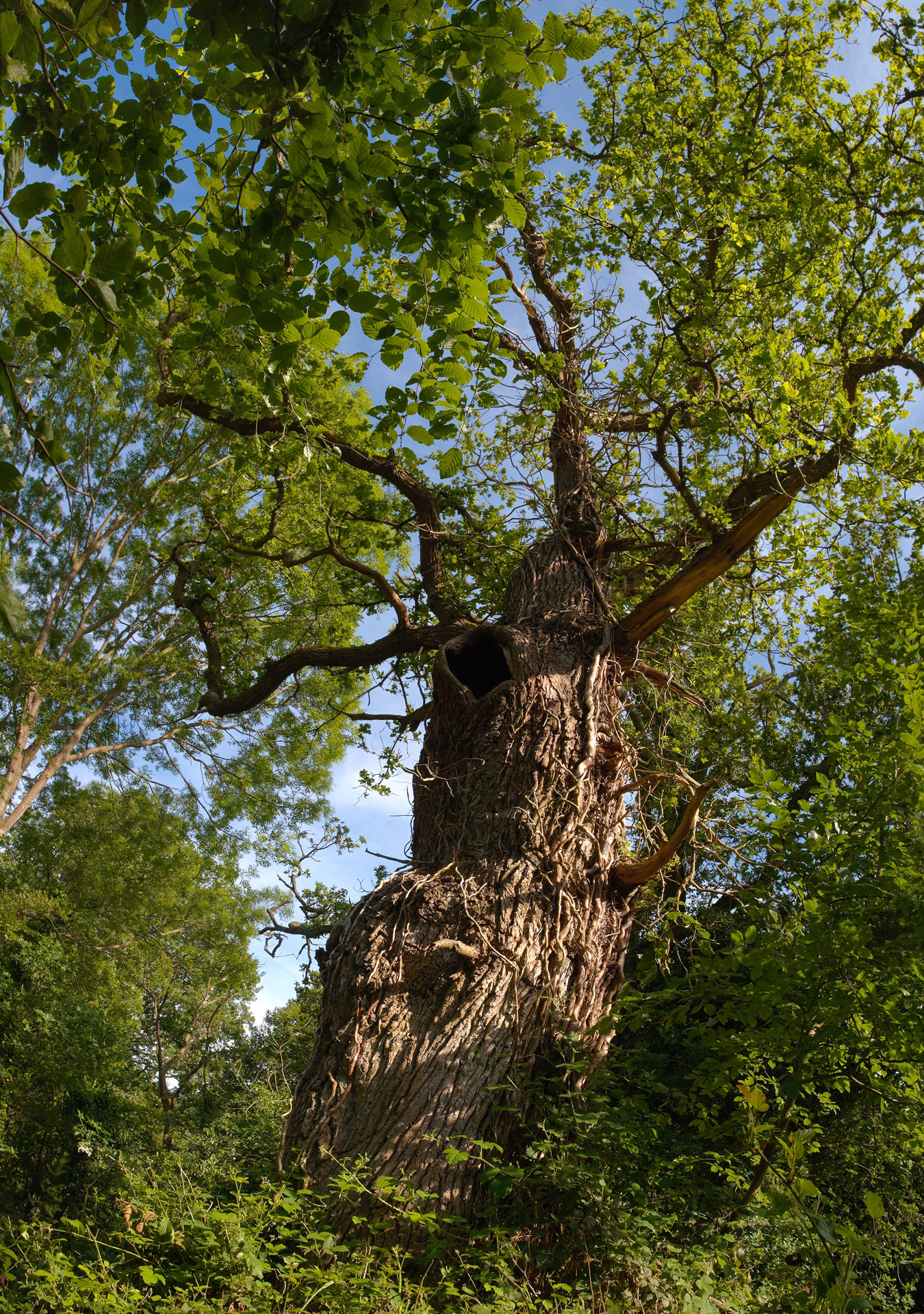 woodland tree gnarled oak tree at burnham beeches ancient woodland woodland tree gnarled oak tree at burnham beeches ancient woodland