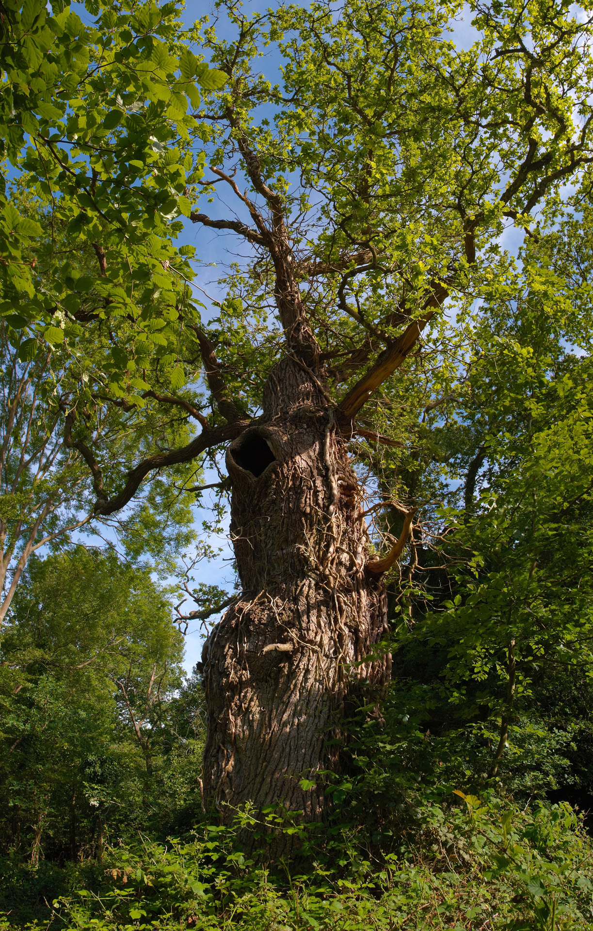 Old Man Burnham, gnarled old Oak tree at Burnham Beeches ancient