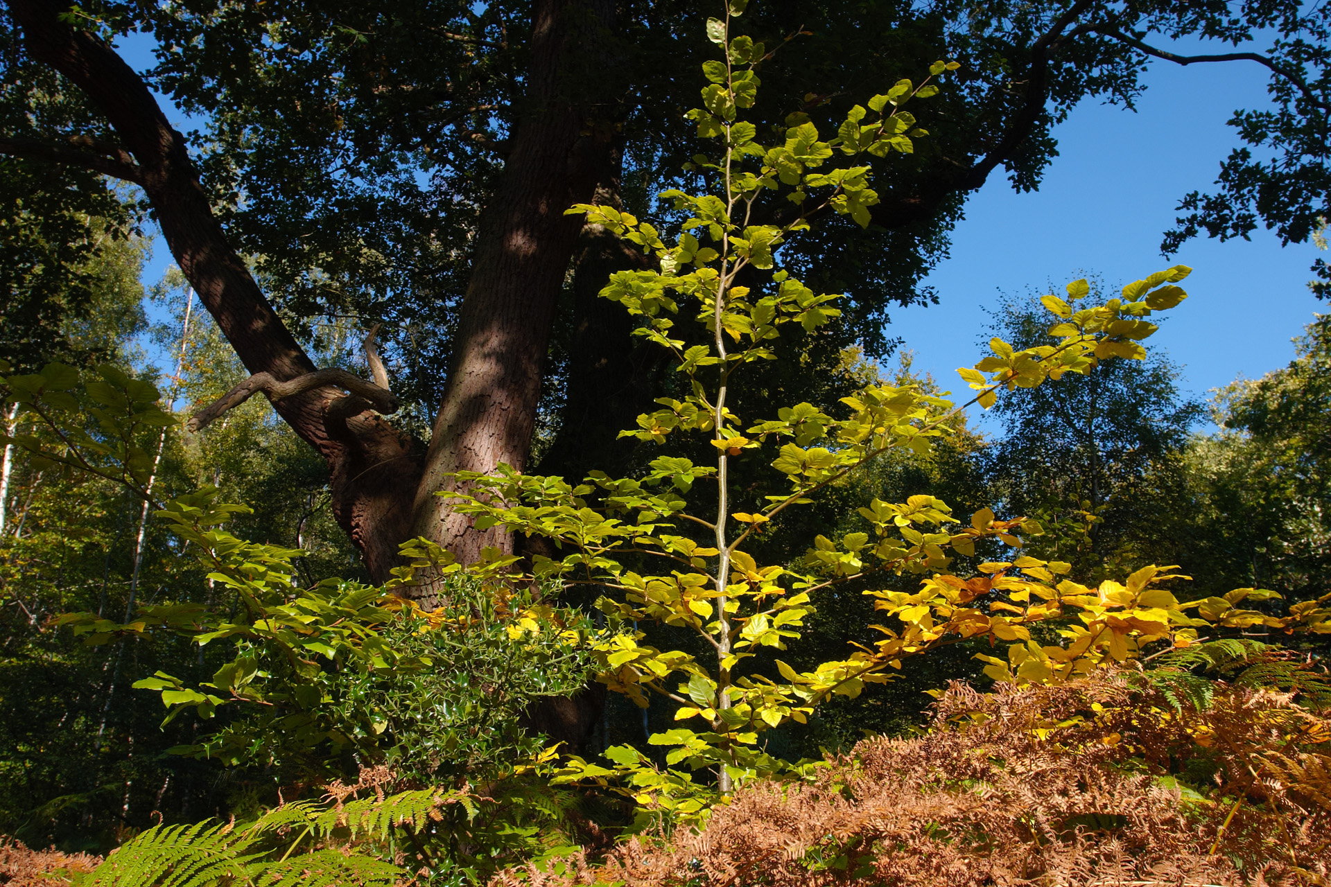 Beech Sapling