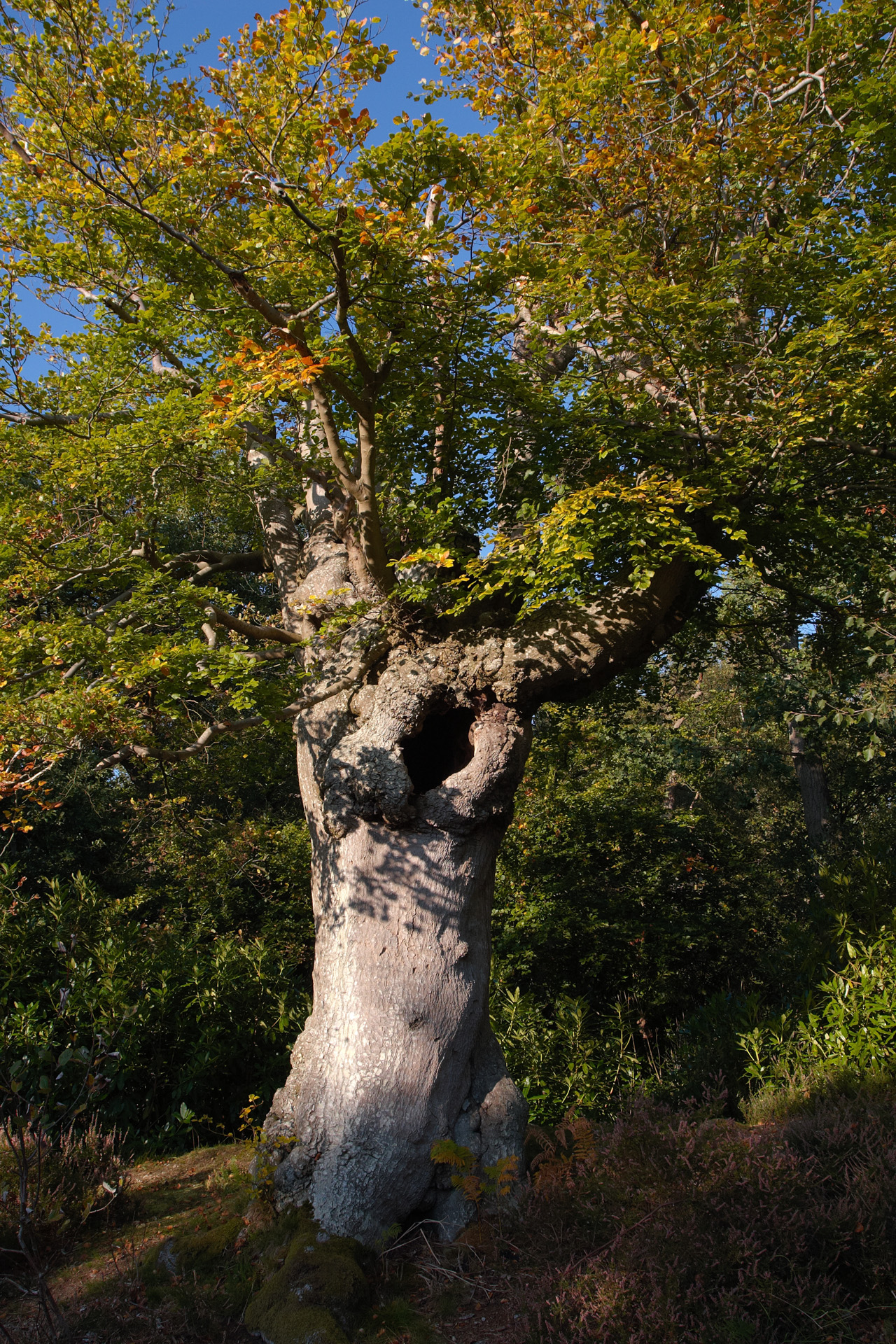 Pollarded Beech Tree at Burnham Beeches Burnham Beeches Trees And