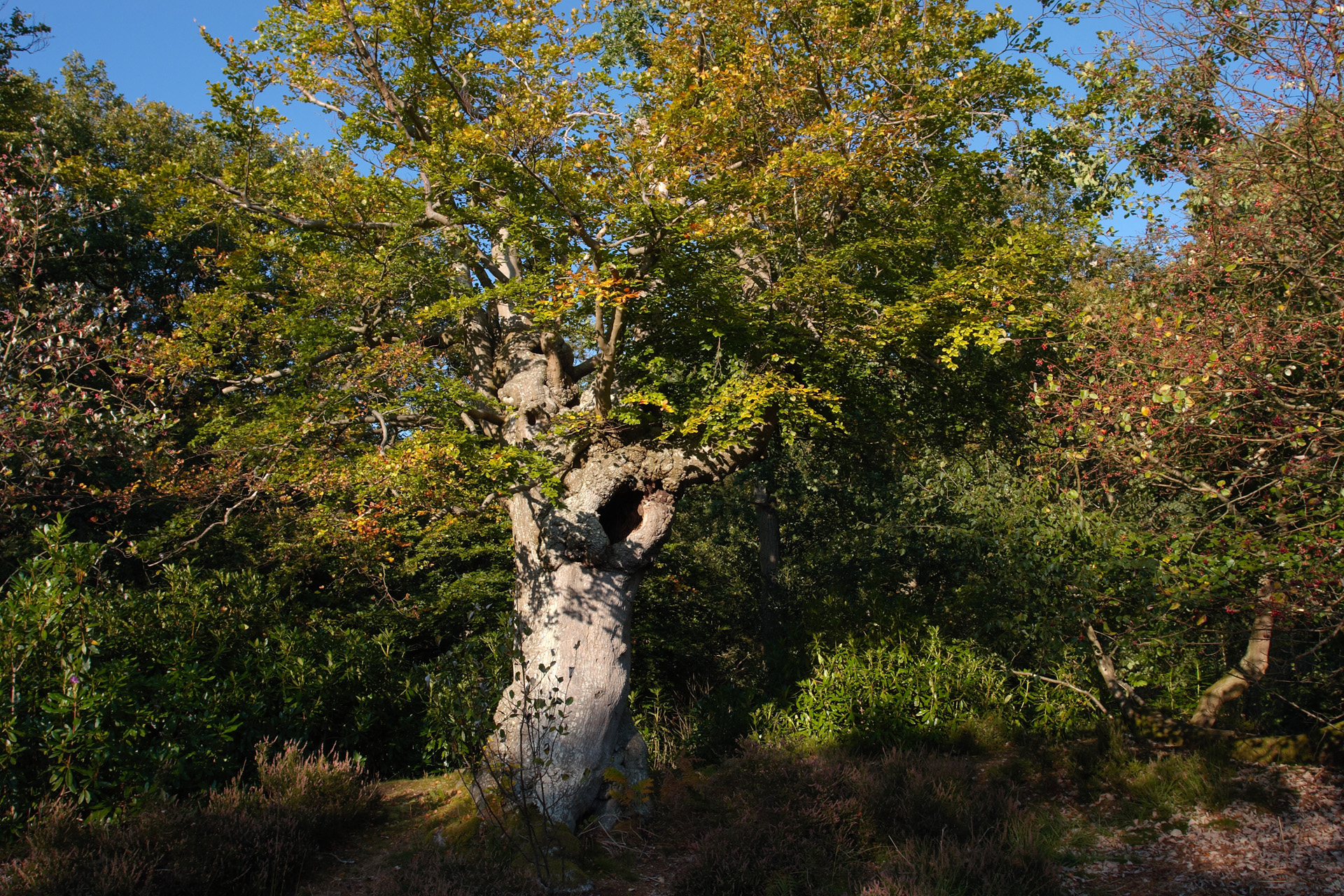 Pollarded Beech Tree at Burnham Beeches Burnham Beeches Trees And