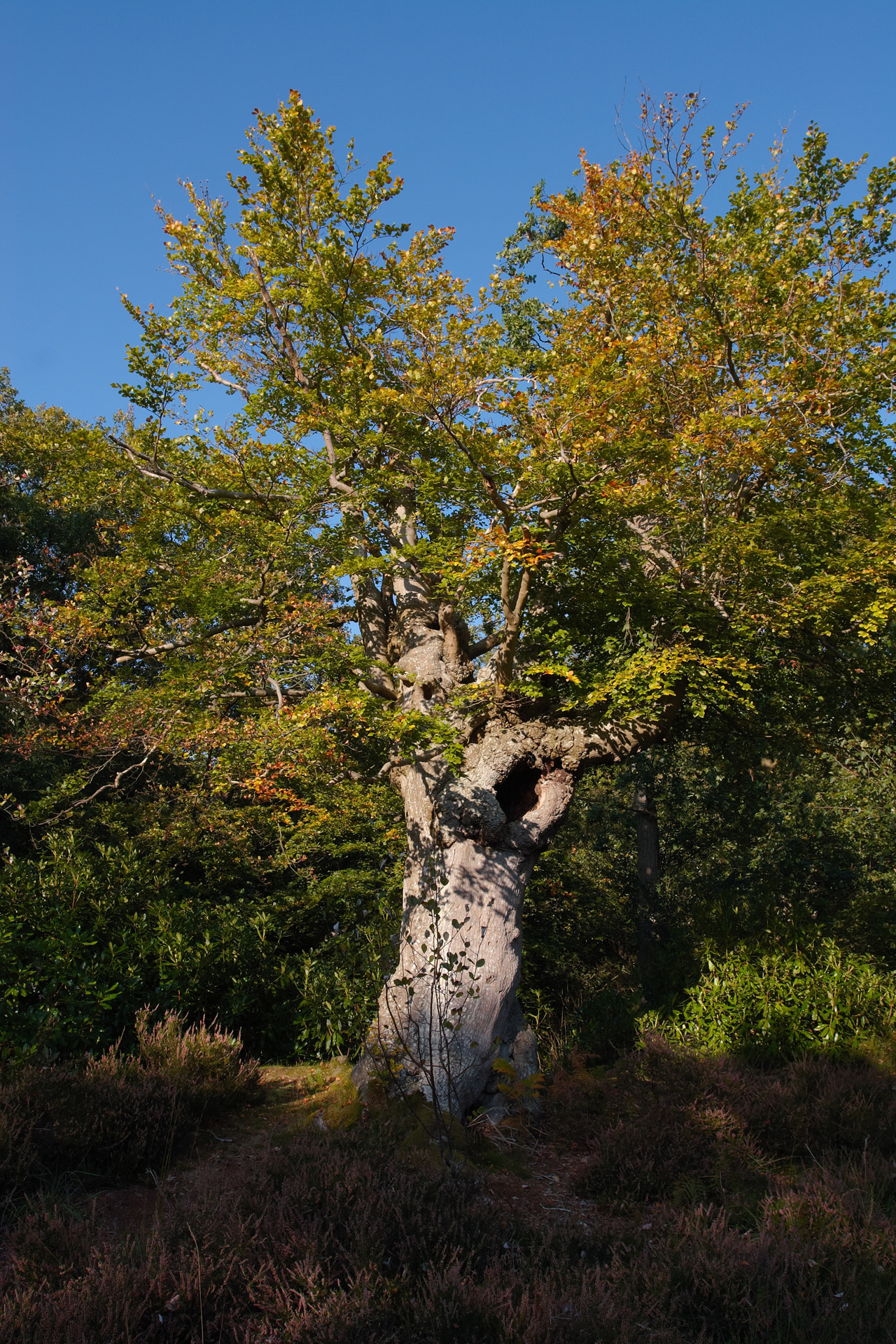 Pollarded Beech Tree at Burnham Beeches Burnham Beeches Trees And