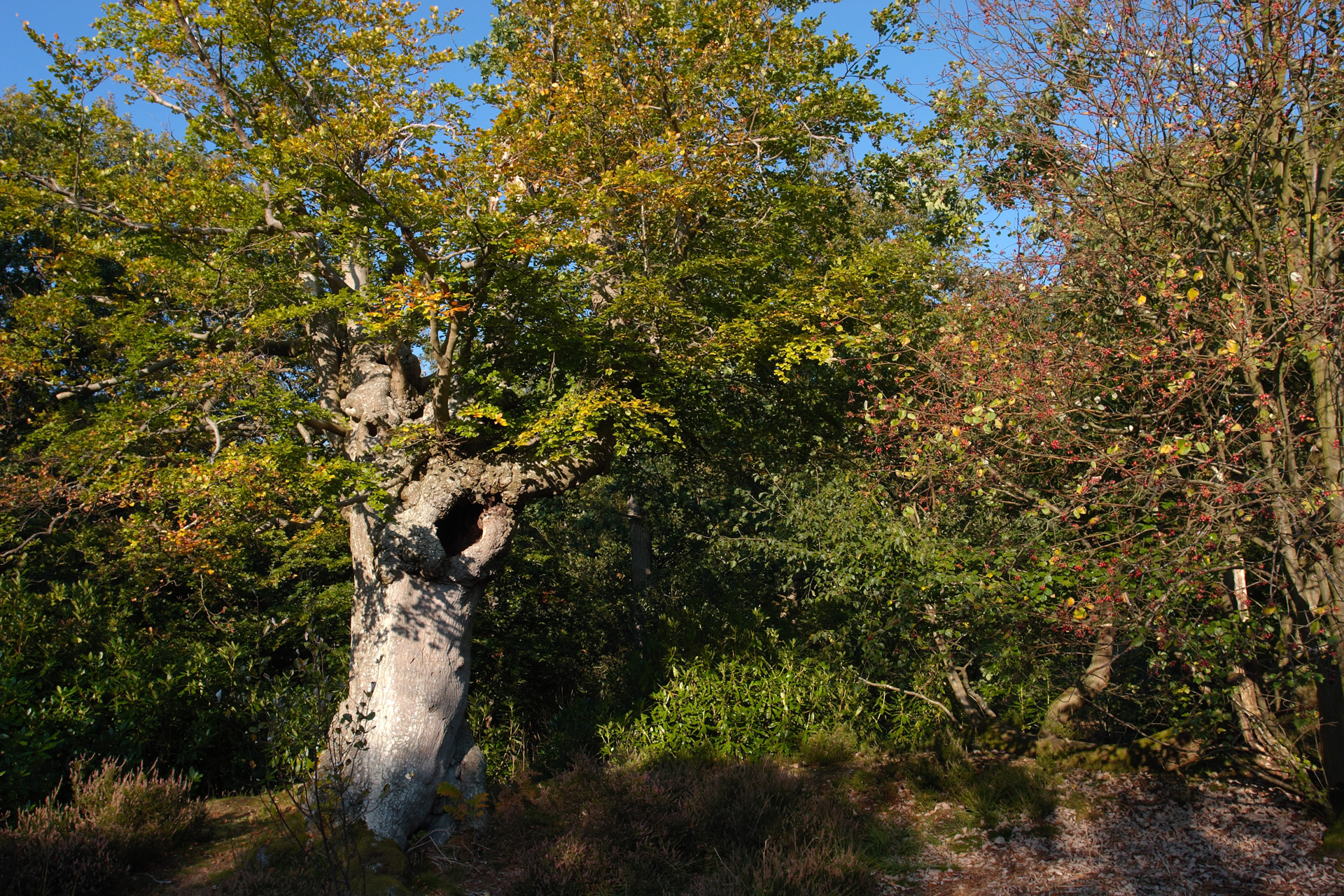 Pollarded Beech Tree at Burnham Beeches Burnham Beeches Trees And