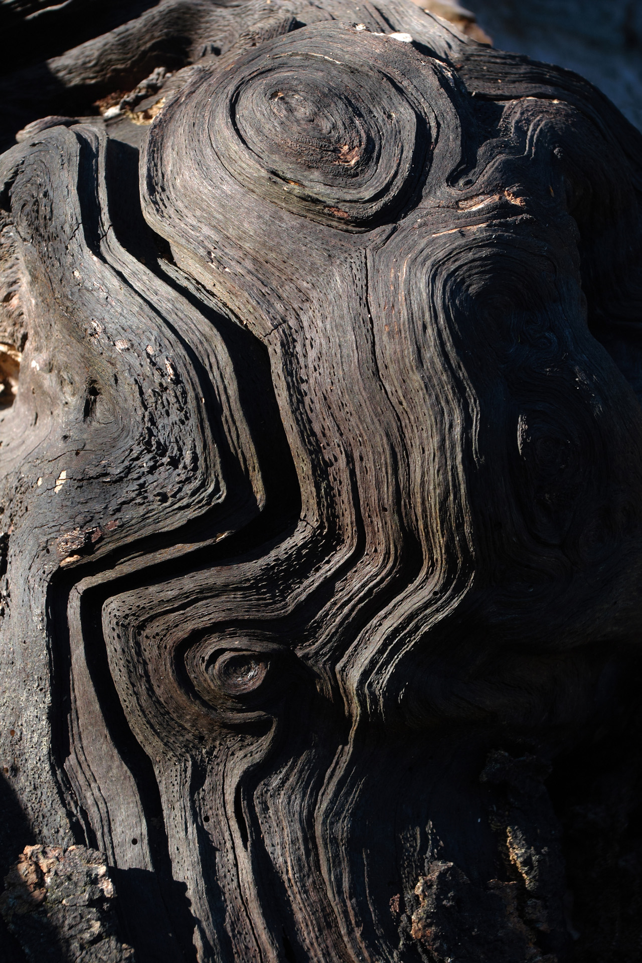 Old Weathered Wood Spiral Pattern Burnham Beeches Trees And Woodland Photography By Martin