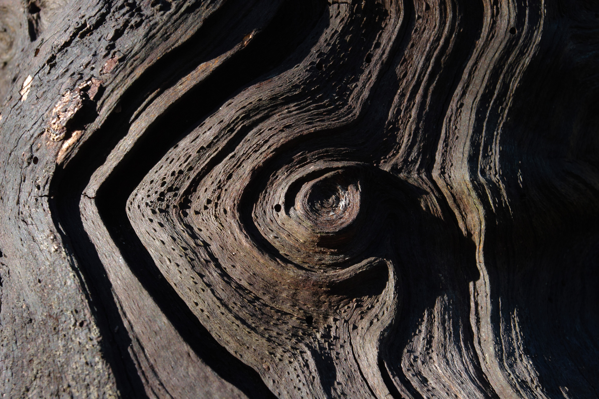 Weathered wood spiral whorl pattern Burnham Beeches Trees And Woodland Photography By