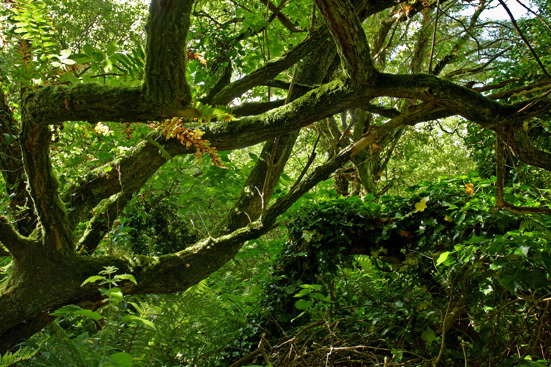 woodland tree photography by martin eager landscape nature woodland woodland tree photography by martin eager landscape nature woodland