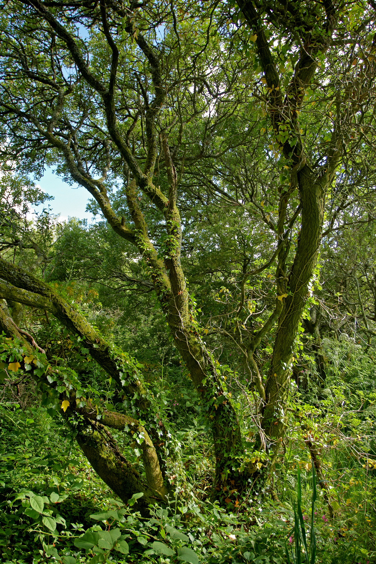 woodland tree madron well woodland trees and woodland photography by woodland tree madron well woodland trees and woodland photography by