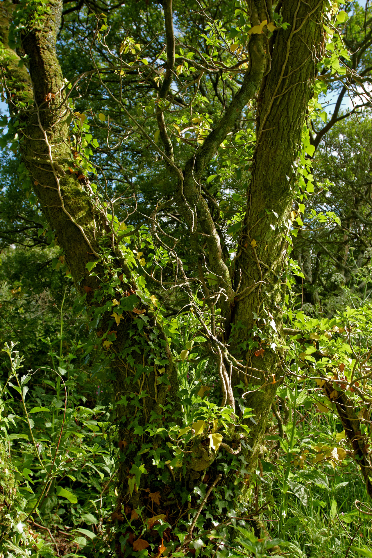 woodland tree madron well woodland trees and woodland photography by woodland tree madron well woodland trees and woodland photography by