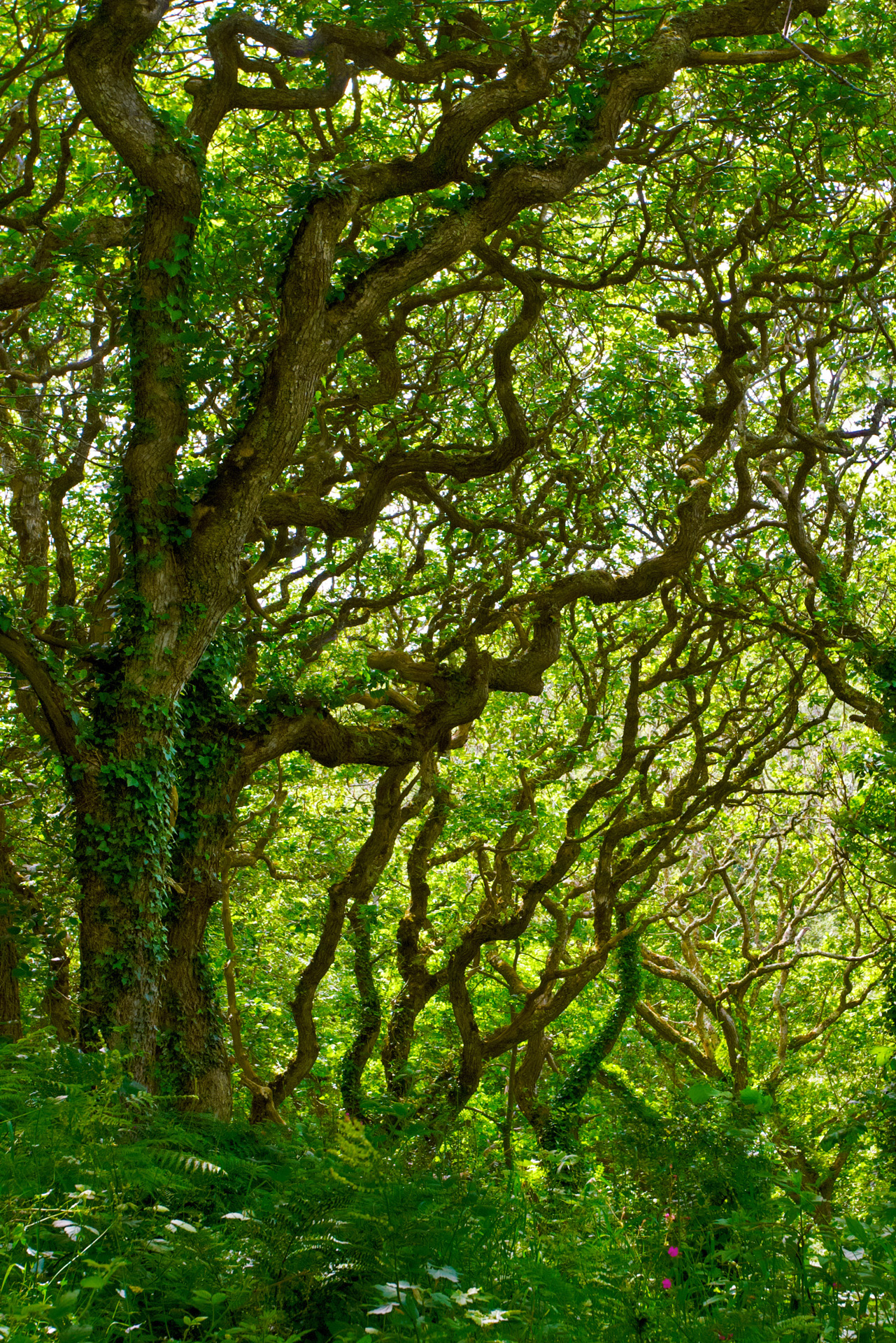 Grove of Oaks in Milllook Woods, Cornwall Trees And Woodland