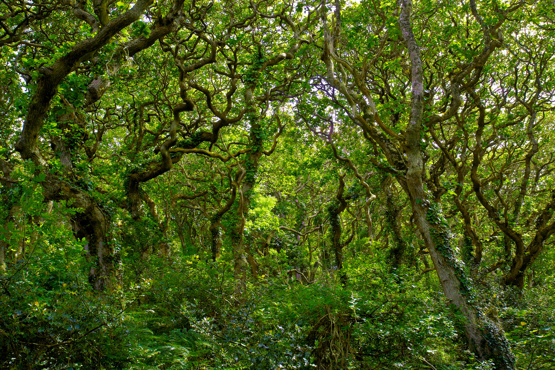 woodland tree photography by martin eager landscape nature woodland woodland tree photography by martin eager landscape nature woodland