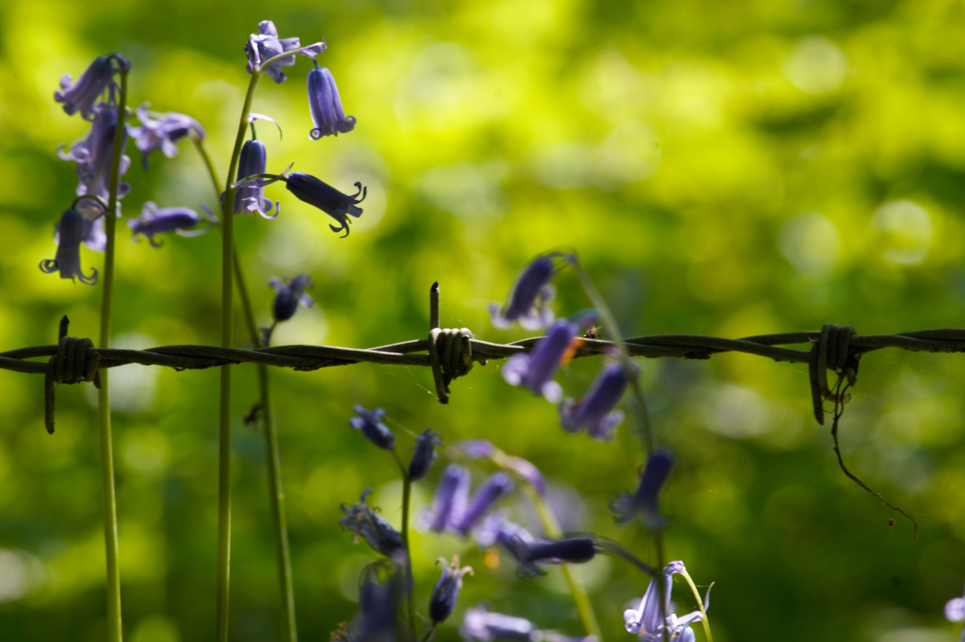 Unnatural Thorns