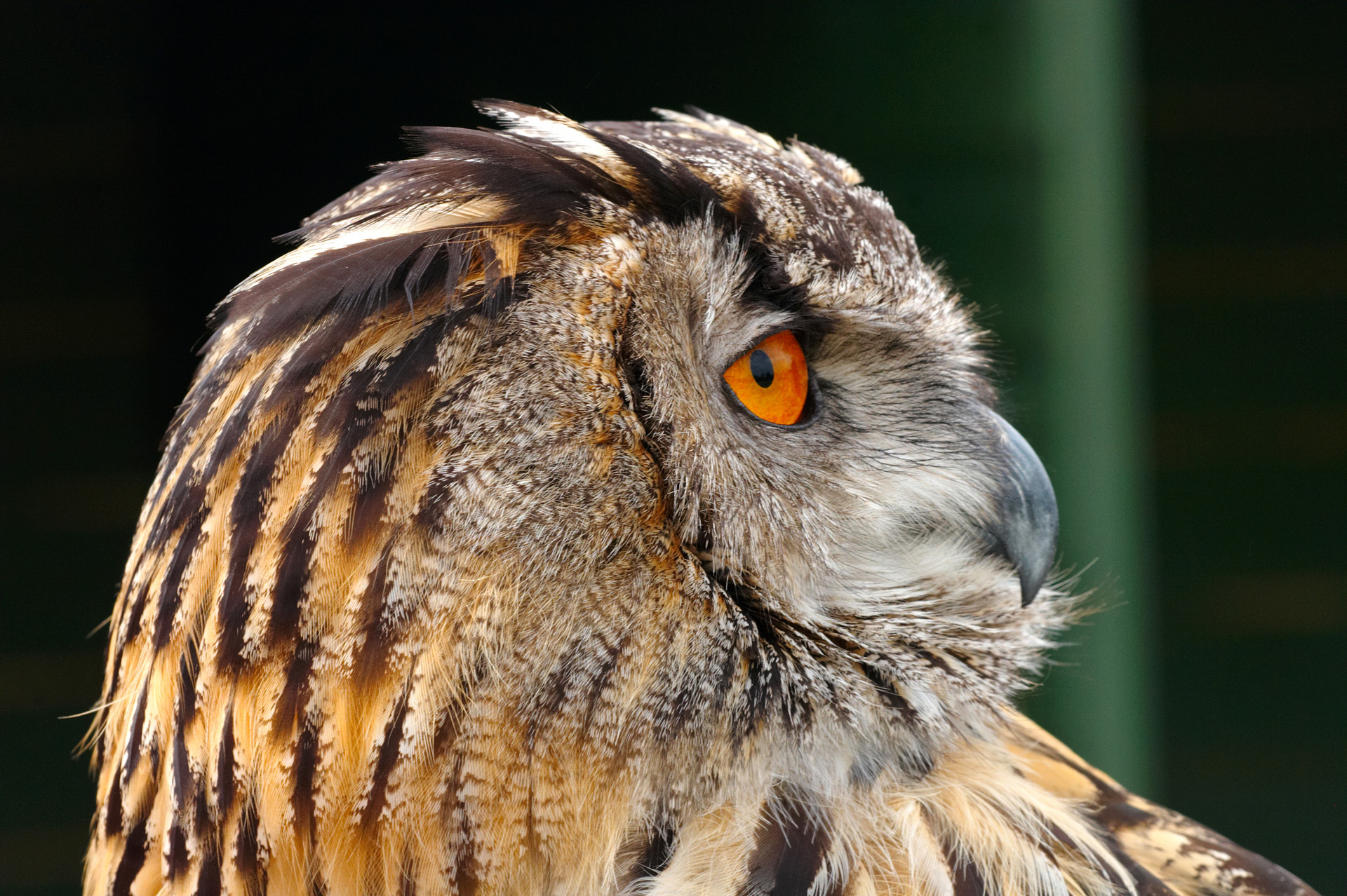 european-eagle-owl-4.jpg