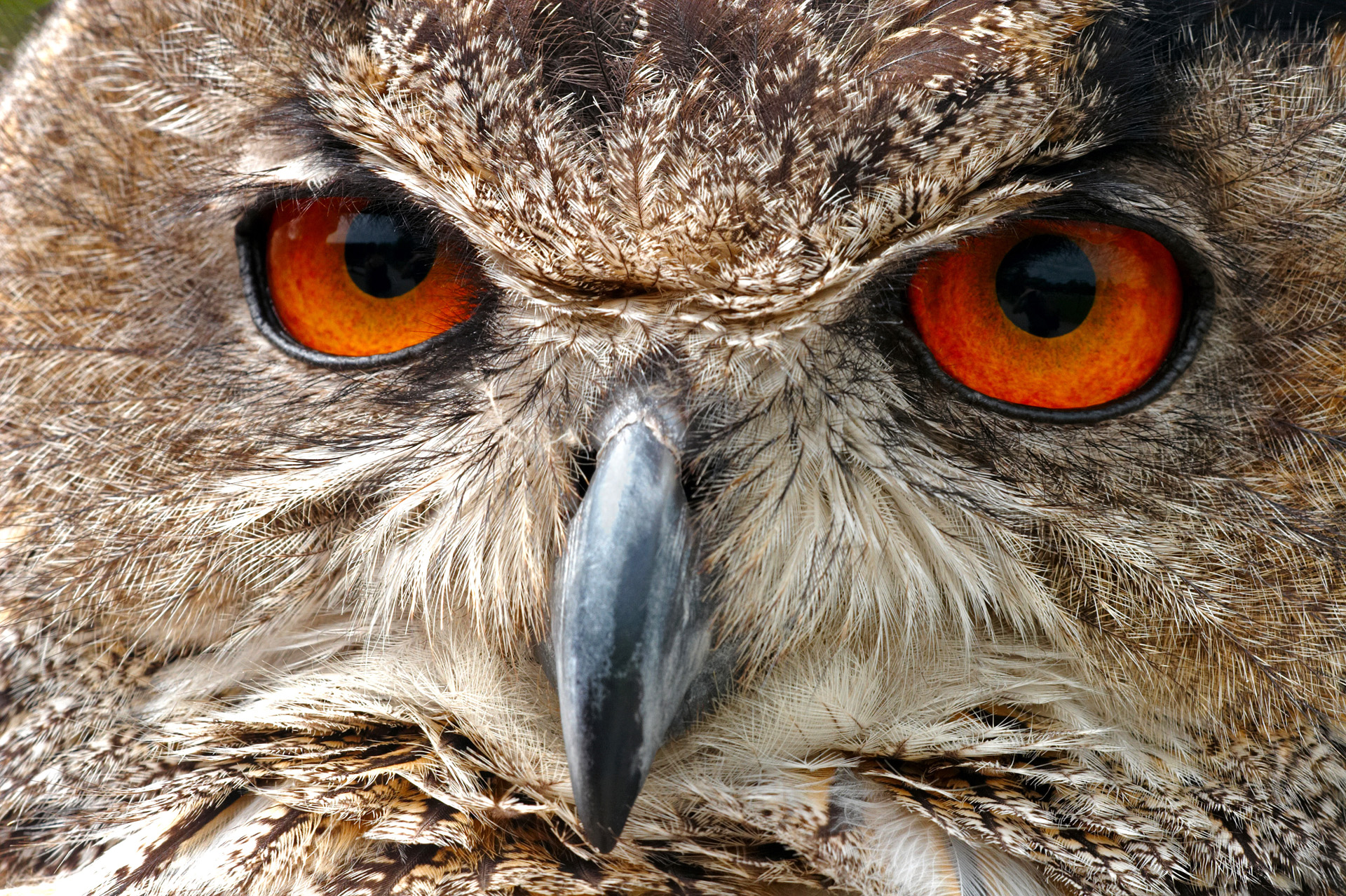 European Eagle Owl Face Macro Birds Wildlife Photography By