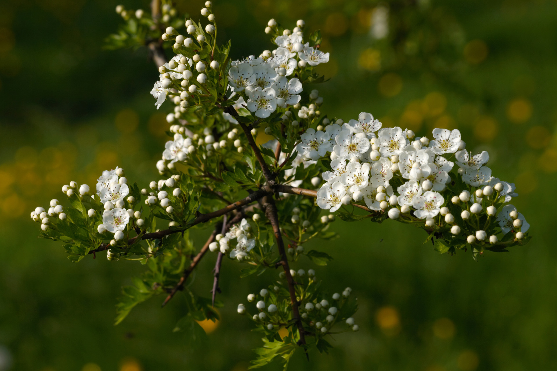 Hawthorn Blossom  Flowers  Wildlife  Photography By Martin Eager 