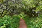 The path to Madron Celtic Chapel, near Penzance, Cornwall
