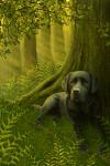 Toby The Labrador