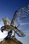 Glass Hawk