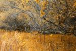 Twisted Trees In Gold