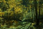 Sylvan Glade, Magic Forest