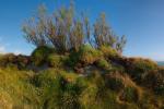 Overgrown Coastal Wall at Bedruthan Steps