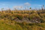 Overgrown Dry Stone Wall On The Cliffs Near Bedruthan Steps