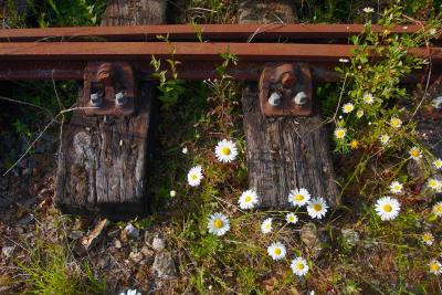 Railway Sleepers and Rusty Rails among the Daisies