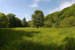 Water Meadow along the Camel Trail