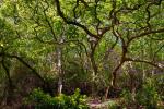 Oak woodland along the Camel Trail