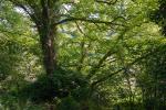 Tall Trees beside the Camel Trail, Cornwall