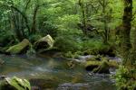 Golitha Falls Panorama