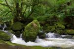 Golitha Falls Panorama