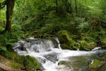 Golitha Falls Panorama