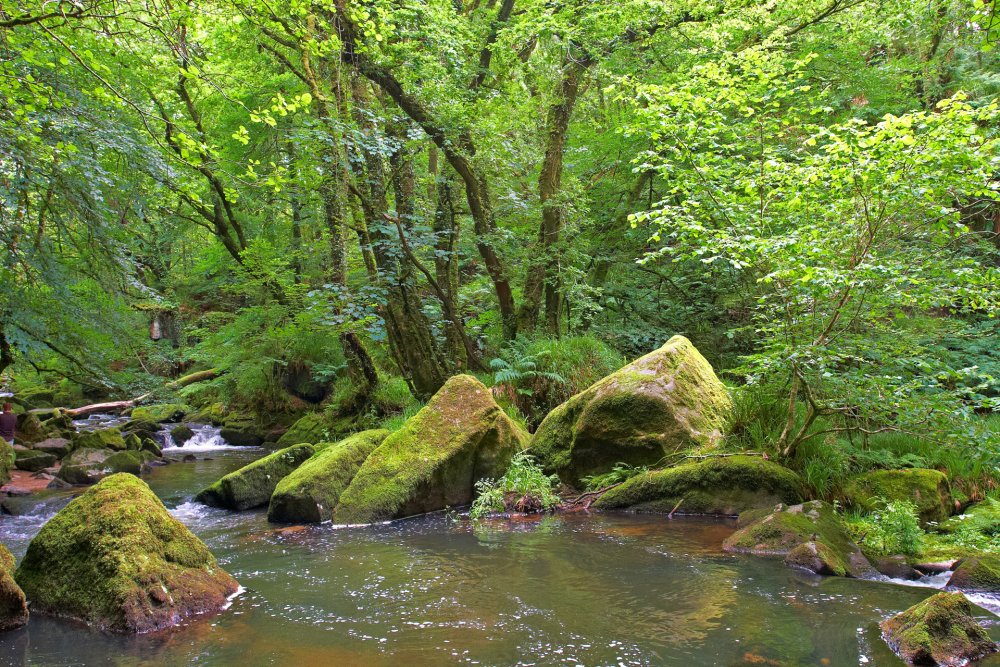 Golitha Falls Lower Reaches