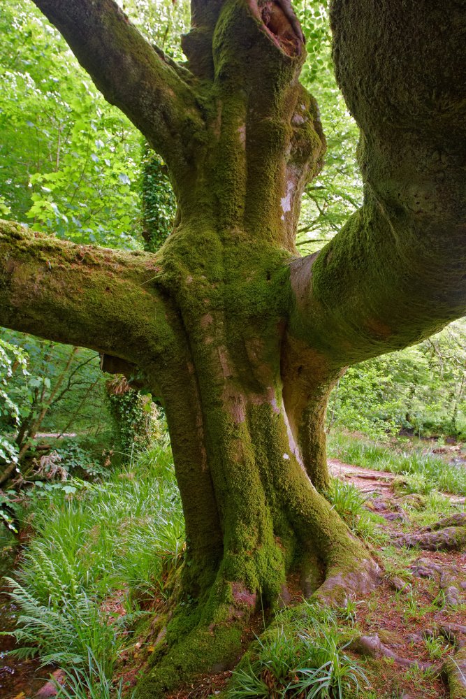 A Mossy Embrace