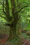 Ancient And Mossy Tree
