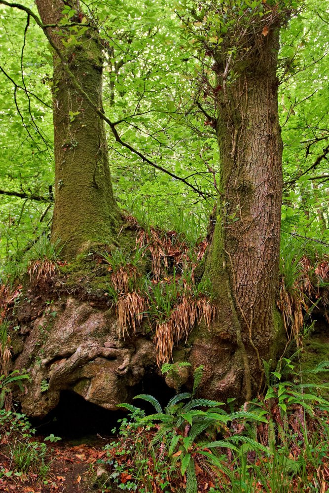 A Mossy Pair