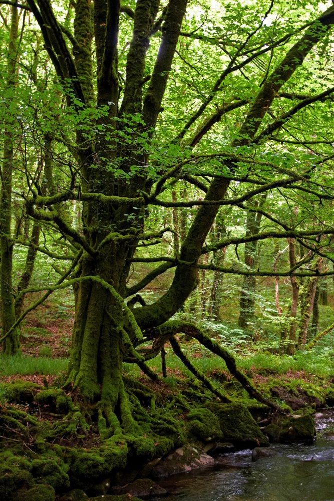 The Spider Tree