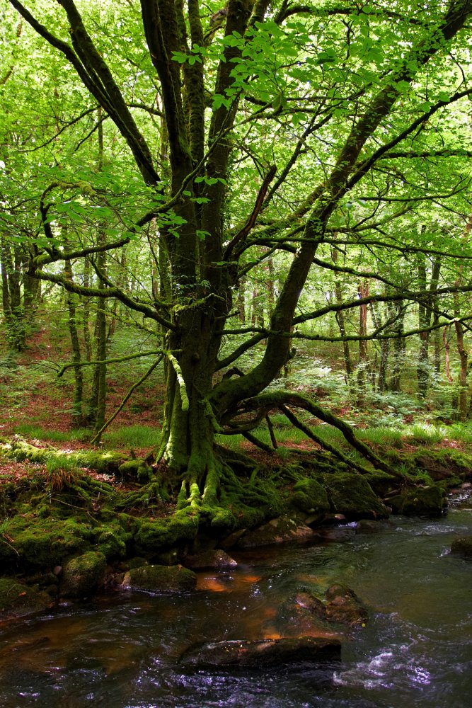The Spider Tree
