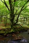The Spider Tree