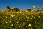Buttercup Meadow Closeup