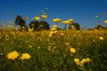 Bugs Eye Buttercups