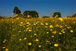 Buttercup Meadow Macro