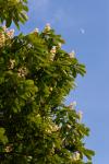 Blossoming Horse Chestnut Tree With The Moon Behind