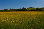 Buttercup Meadow at Little Wittenham
