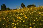 Buttercup Bank